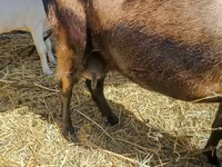 Kambing betina, Nubian Goat — foto 2