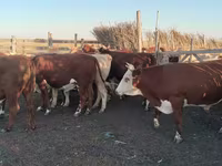 Lembu jantan, Simmental cattle — foto 2