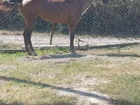 Hingst, Heste — foto 1