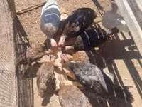 Turkeys — 사진 2