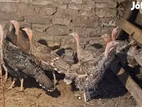 Turkeys — foto 4