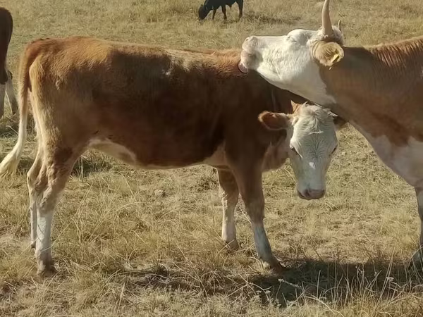 ძროხა, მსხვილფეხა რქოსანი