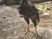 Chickens — լուսանկար 2