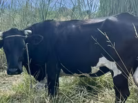 วัวตัวเมีย, Russian Black pied cattle — รูปภาพ 3