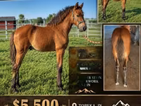 公马, Rocky Mountain Horse — 照片 1
