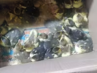 Ducks — عکس 2