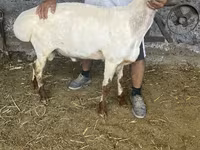 ஆண் ஆடு, Rhon sheep — புகைப்படம் 1
