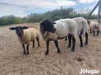 Schaap, White Suffolk sheep — foto 2