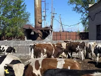 Lembu jantan, Simmental cattle — foto 5