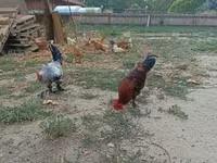 Chickens — 照片 2