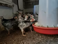 Chickens — foto 3