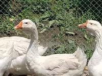 Geese — عکس 4