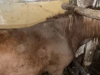 母马, Horses — 照片 2