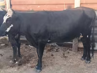 Krava, Russian Black pied cattle — foto 2