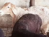 Ido, Sheep — sawirka 3