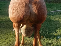 Beran, Arashan sheep — foto 3