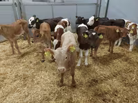 گاو ماده, Simmental cattle — عکس 1