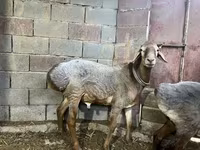 Ovan, Edilbay sheep — fotografija 4