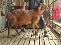 Widder, Arashan sheep — Foto 1