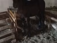 घोड़ा, Nonius horse — फ़ोटो 6