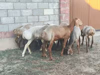 قوچ, Arashan sheep — عکس 5