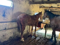 Ձի, Horse breed — լուսանկար 5