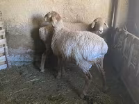Montone, Rhon sheep — foto 4