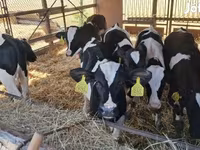 Bulle, Simmental cattle — Foto 7