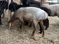 میش, Arashan sheep — عکس 3