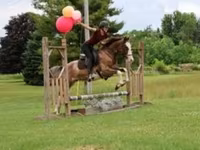 اسب نر, Pinto horses — عکس 1