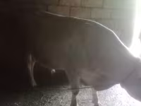 Byk, Czerwonobiałe bydło — zdjęcie 6