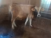 Bik, Russian Black pied cattle — fotografija 6