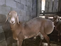 Cừu đực, Arashan sheep — ảnh 1