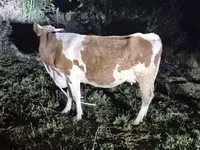گاو ماده, Simmental cattle — عکس 4