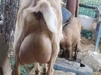 Koza, Saanen goat — foto 6