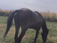 مادیان, Friesian sport horse — عکس 2