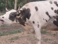 Mucca, Russian Black pied cattle — foto 5