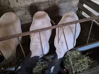 암양, Dorper sheep — 사진 1