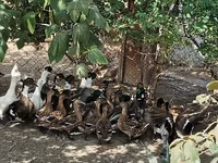 Ducks — عکس 2