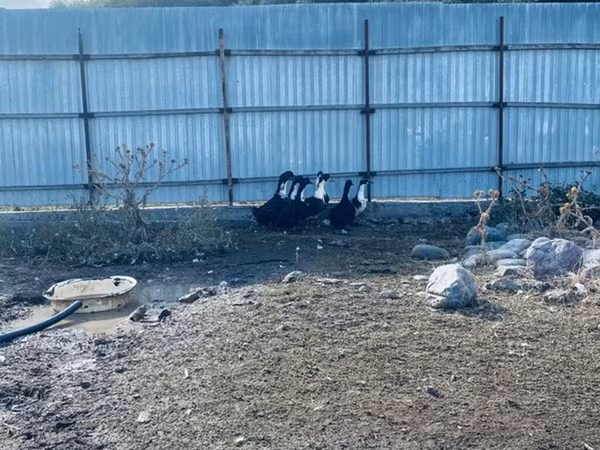 Domestic Muscovy