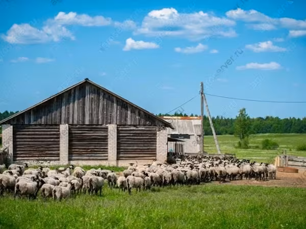 Berbec, Romanov sheep