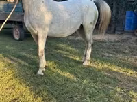 Pastuv, Lipizzaner — fotografija 4