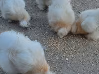 Chickens — foto 5