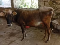பசு, அசர்பைஜானிய செபு — புகைப்படம் 1