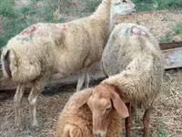 Får, Apsheron sheep — foto 4