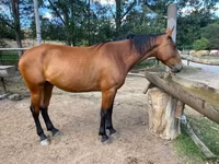 암말, Nonius horse — 사진 2