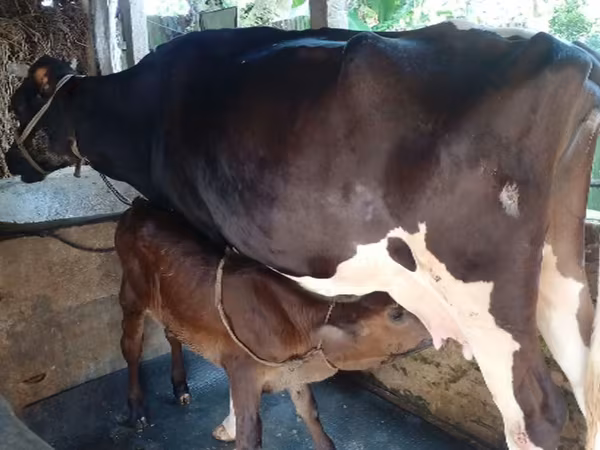 Bò cái, Giống Holstein — Bangladesh