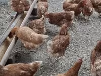 Chickens — 写真 2
