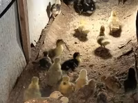 Ducks — عکس 5