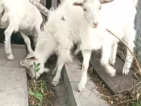 Ziege, Saanen goat — Foto 5
